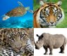 endangered species