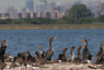 Jamaica Bay
