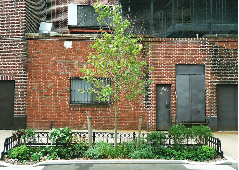 rain garden in NYC