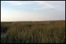 Big Egg Marsh in Jamaica Bay