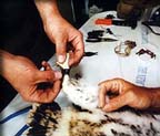 Banding a baby falcon