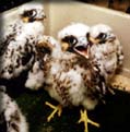 Baby falcons