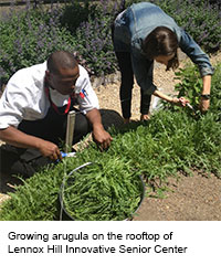 Growing Arugular