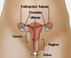 cervix