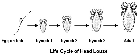 lice pediculosis united federation of teachers lice life cycle