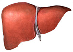 healthy liver