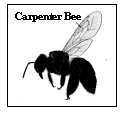 carpenter bee