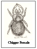chiggers larva