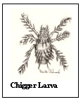 chiggers female