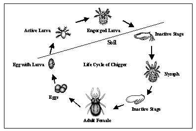 life cycle of chiggers