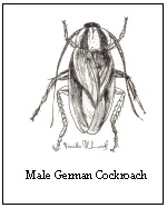 male german cockroach