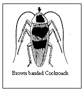 brown banded cockroach