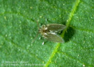 sewer fly