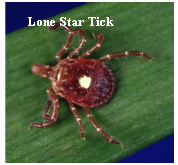 tick