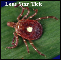 tick