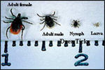 tick