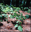 poison ivy