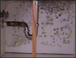 mold on wall