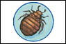 Bed Bugs
