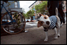 Dog Licensing 