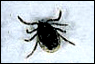 Take Precautions Against Ticks