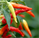 chili pepper