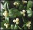 mistletoe