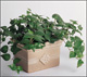 philodendron