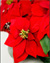 poinsettia