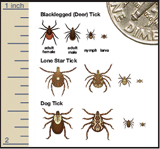 Tick sizes