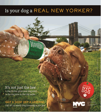 New York Dog Photographer-Creating Original Pet Portraits in Manhattan