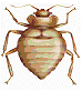 Bed Bugs