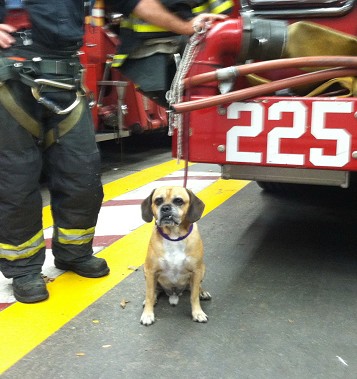 Champ, the dog rescued by the members of Engine 225 and Ladder 107.