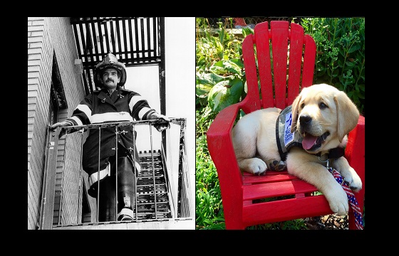 Fire Marshall Bucca on duty during his career (left) and Warrior Canine Connection service dog Bucca