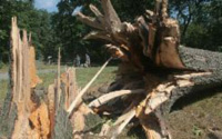fallen tree