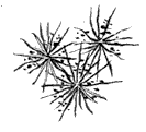 actinomycetes