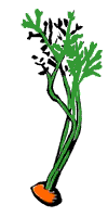 carrot