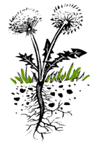 illustration: dandelion