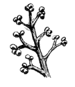 illustration: fungus
