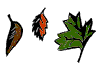 illustration: leaves