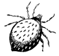 mite