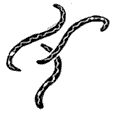 illustration: nematodes