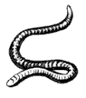 redworm