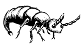 springtail