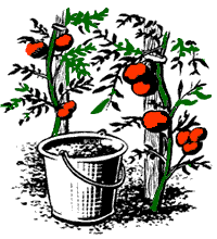 illustration: tomato plant