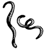 illustration: worms