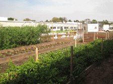 photo: garden photo: garden