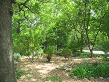 photo: St John Trees photo: St John Trees