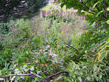 photo: 490 Greene Garden