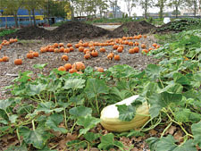 photo: Red Hook Community Farm
